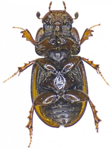 Aphodius schlumbergeri